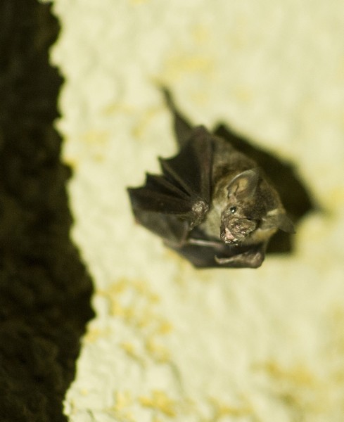 Fledermausgrotte_Brillenblattnase_Hellabrunn_2013