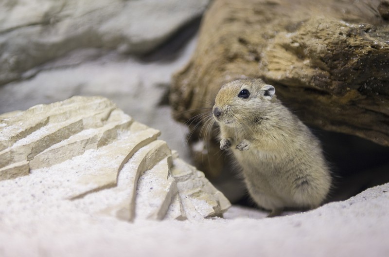 Fledermausgrotte_Fette Sandratte_Hellabrunn_2013