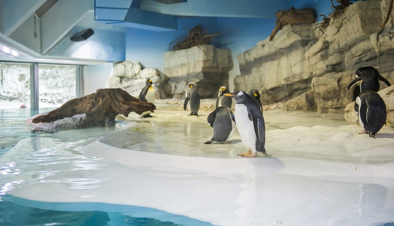 Unterwasserflug der Pinguine www.muenchenfenster.de