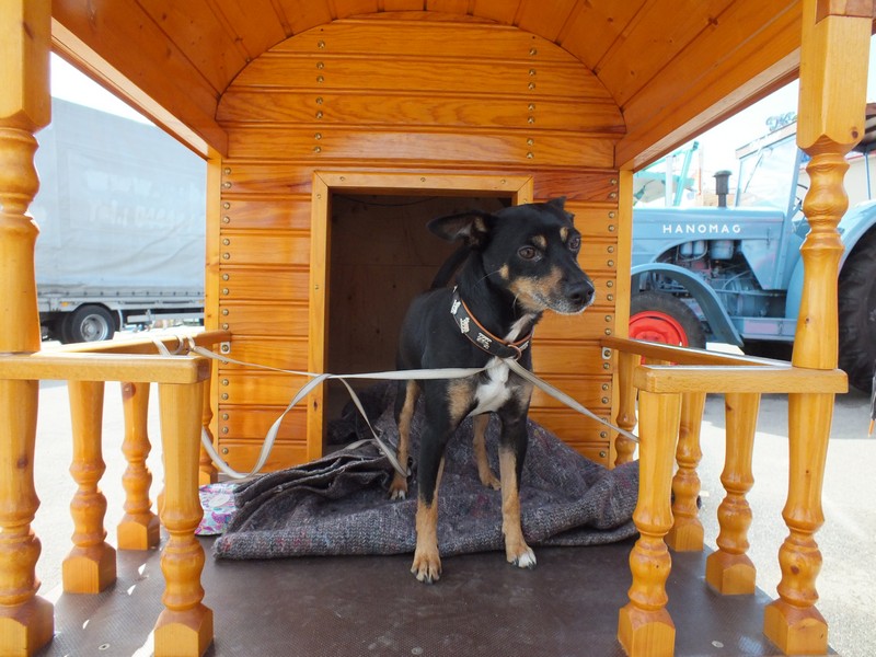 Ein Schaustellerhund hat auch einen standesgemässen Hundewagen www.muenchenfenster.de