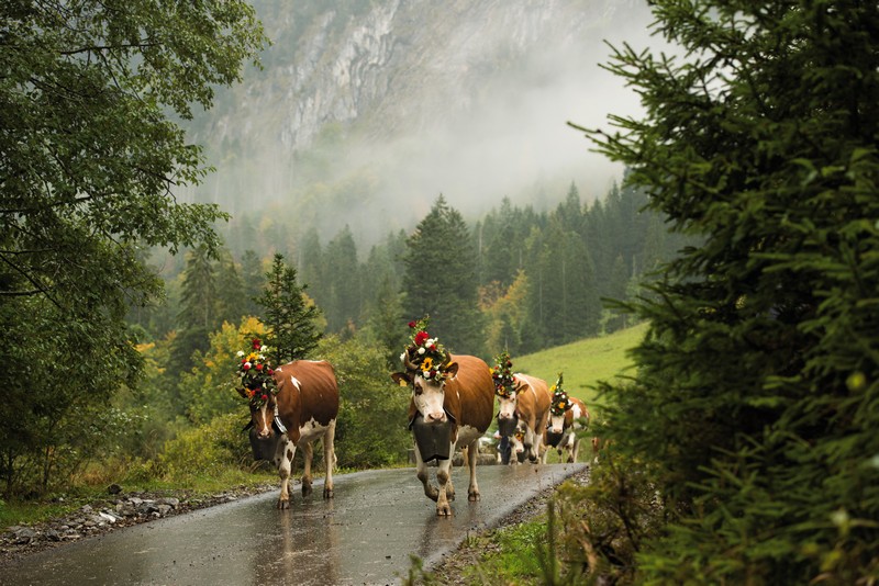 SWITZERLAND - SOMMER - BRAUCHTUM - TRADITIONEN münchenfenster.de