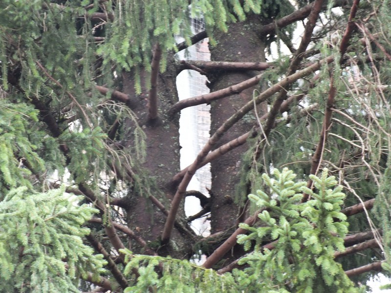 Im oberen Drittel teilt sich der riesige Stamm in 2 Stämme auf www.muenchenfenster.de