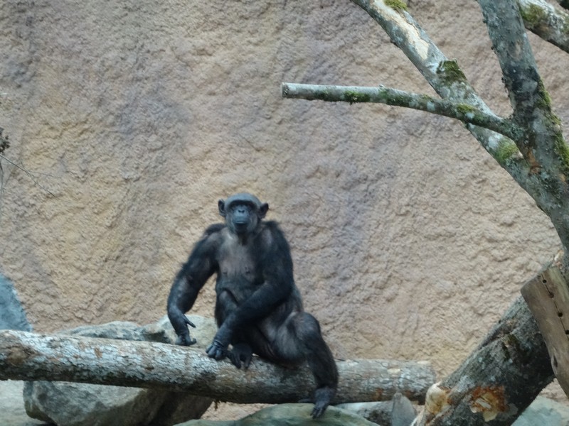 In den die neuen Menschenaffen-Anlagen www.münchnerpresse.de