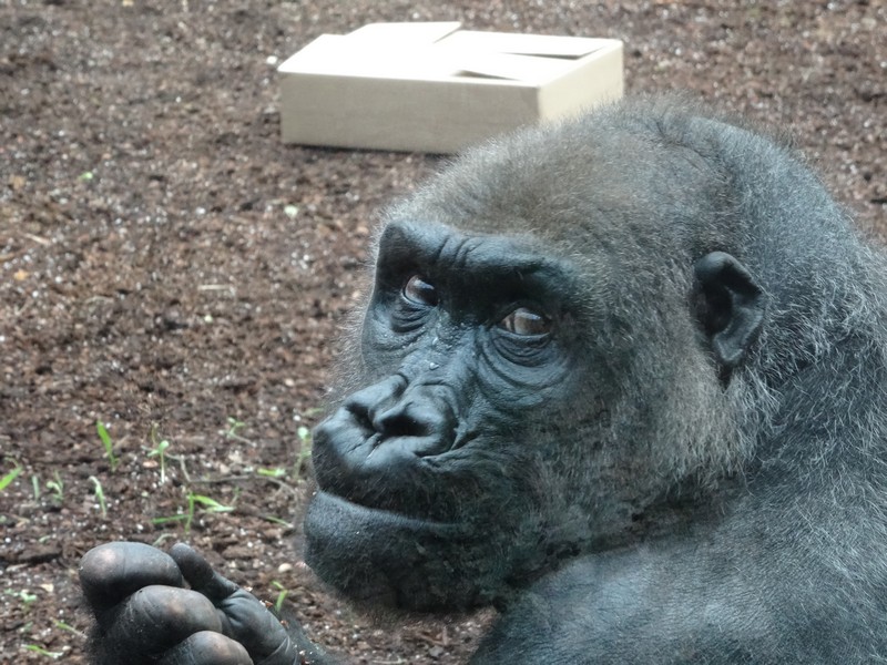 in den die neuen Menschenaffen-Anlagen www.munichface.de