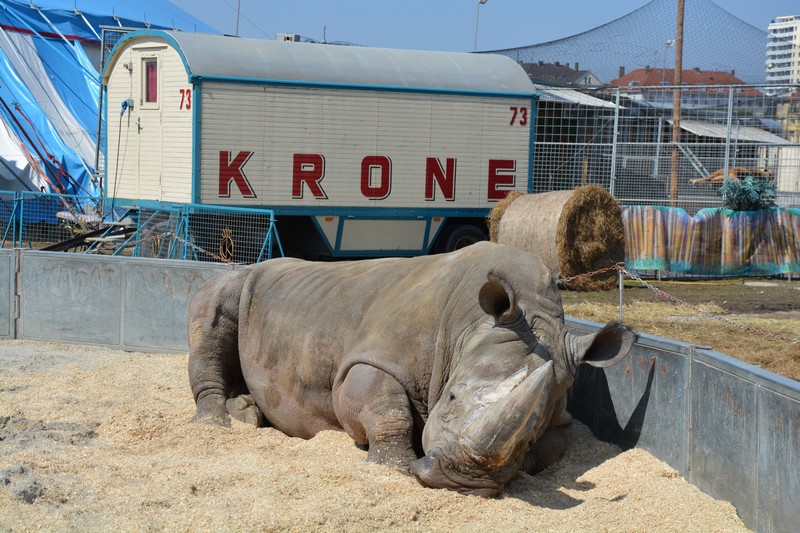 Premiere "EVULUTION" der Circus Krone auf der Theresienwiese in München Bild: starpic.bayern www.münchnerfenster.de
