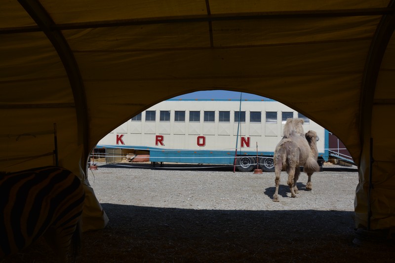 Premiere "EVULUTION" der Circus Krone auf der Theresienwiese in München Bild: starpic.bayern www.münchenfenster.de