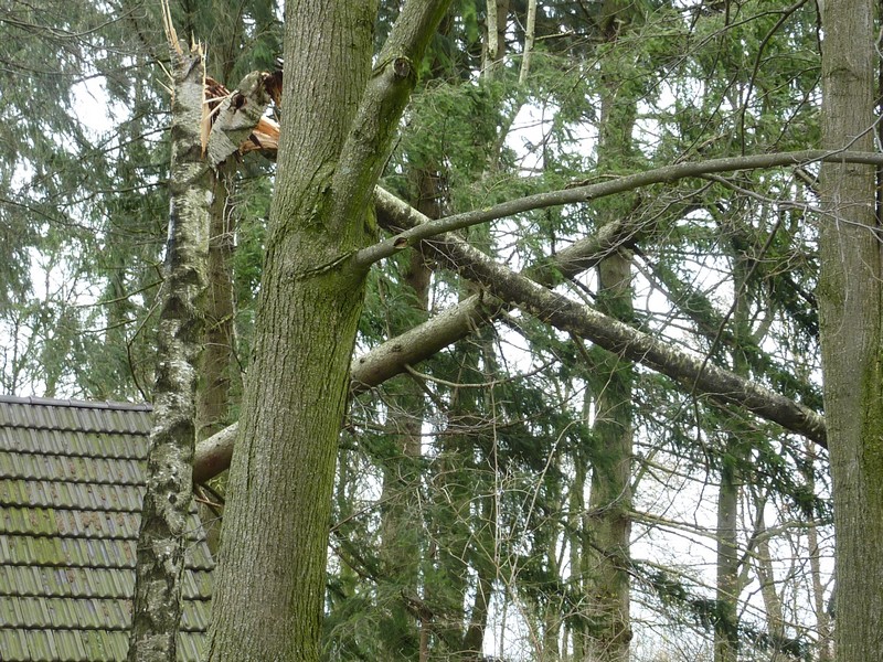 An vielen Orten sah es so aus wie hier,umgafllenen Bäume die den Verkehr beeinträchtigen www.muenchenfnester.de