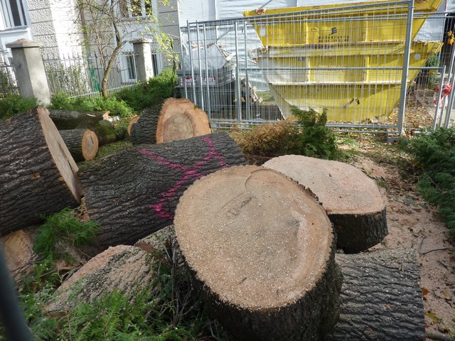 Willkuerliches Baumsterben in Muenchen