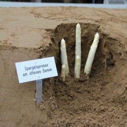 wwww.muenchenfenster.de