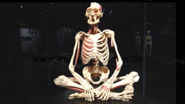 Die Körperwelten zeigen sich in München
