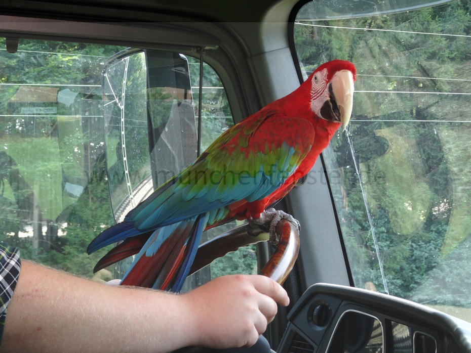 Papagei Don Pedro stellt sich vor